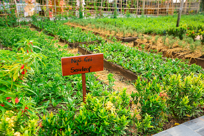 Vườn rau hữu cơ và các loại thảo mộc rộng 3500m2 tại Silk Sense Hội An River Resort